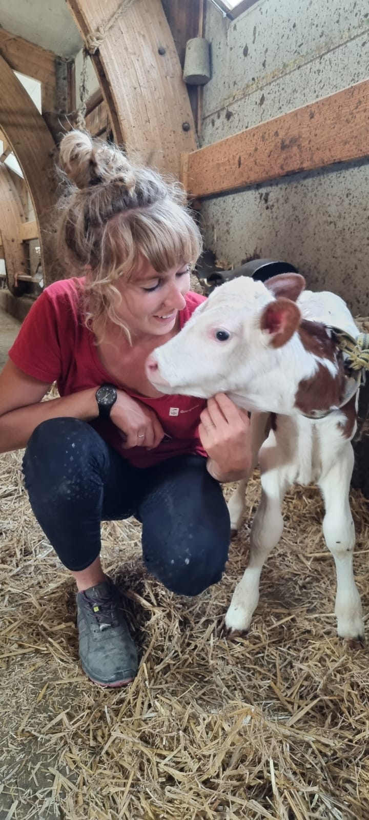 Troupeau GAEC Normand